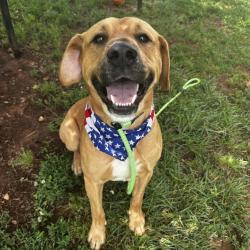 Shelter Stray Male Dog last seen , Greenville, SC 29609
