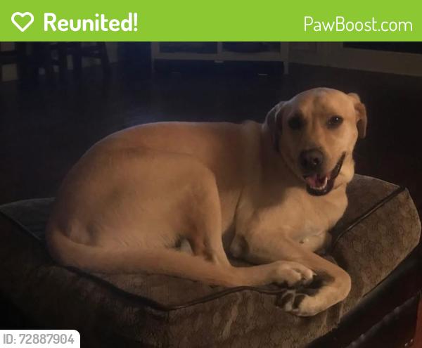 Reunited Female Dog last seen W Cascade Dr, Sherman, TX 75092, USA, Sherman, TX 75092