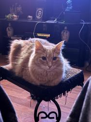 Lost Male Cat last seen between 20th and 19th street and oakes, Everett, WA 98201