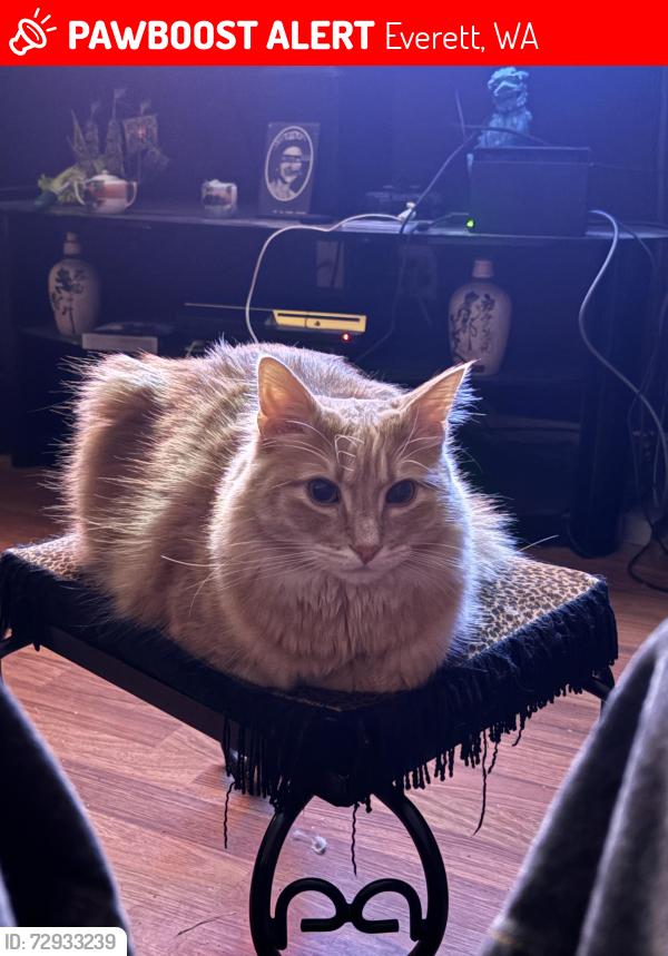 Lost Male Cat last seen between 20th and 19th street and oakes, Everett, WA 98201
