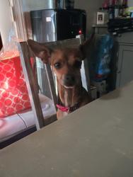 Lost Female Dog last seen Near W Madison St, Phoenix, AZ 85009, Phoenix, AZ 85009