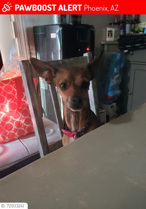 Lost Female Dog last seen Near W Madison St, Phoenix, AZ 85009, Phoenix, AZ 85009