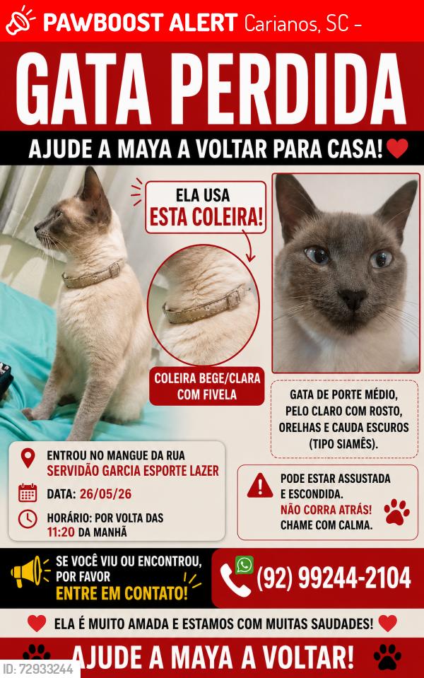 Lost Female Cat last seen Entrou no mangue , Carianos, SC 88047-464