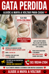 Lost Female Cat last seen Entrou no mangue , Carianos, SC 88047-464