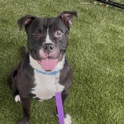 Shelter Stray Male Dog last seen , Philadelphia, PA 19140