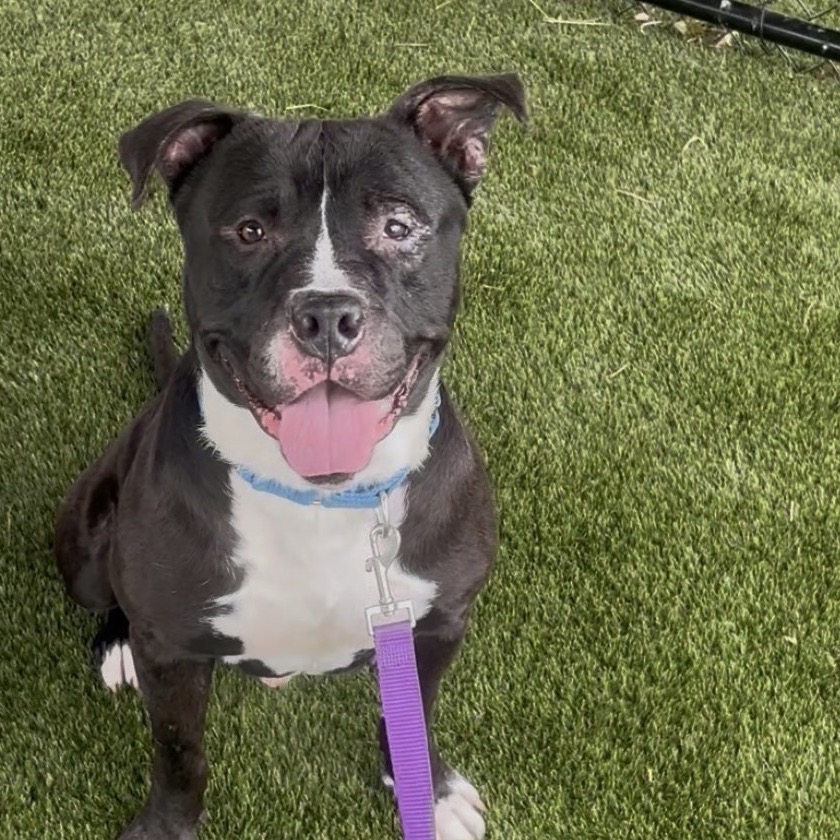 Shelter Stray Male Dog last seen , Philadelphia, PA 19140