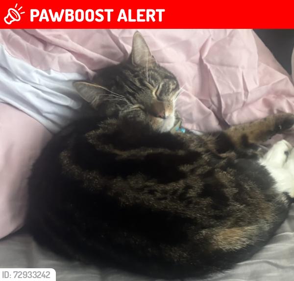 Lost Female Cat last seen Samuel street , Atherton, England M46 9AY
