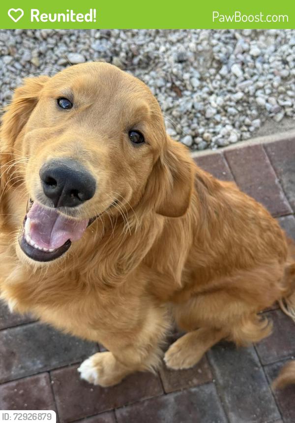 Reunited Male Dog last seen Near S Old Nogales Hwy, Tucson, AZ 85756, USA, Tucson, AZ 85756