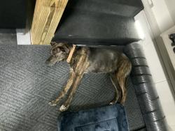 Reunited Female Dog last seen Hope Ranch Drive and McGee Road, Apison, TN 37302