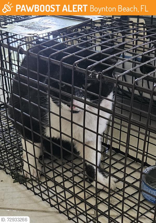 Found/Stray Unknown Cat last seen 3rd Ave, Boynton Beach, FL 33435