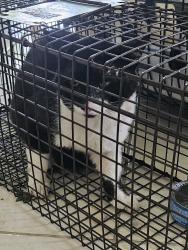 Found/Stray Unknown Cat last seen 3rd Ave, Boynton Beach, FL 33435
