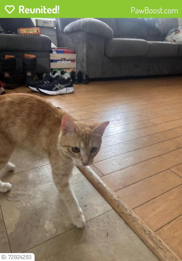 Reunited Unknown Cat last seen Villages at Town creek, Pendleton, SC 29670