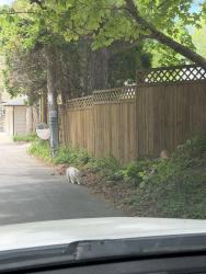 Found/Stray Unknown Cat last seen E Capitol Dr and N Stowell Ave, Shorewood, WI 53211