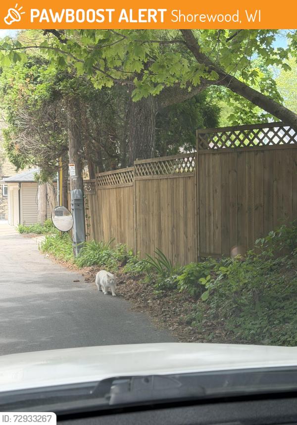 Found/Stray Unknown Cat last seen E Capitol Dr and N Stowell Ave, Shorewood, WI 53211