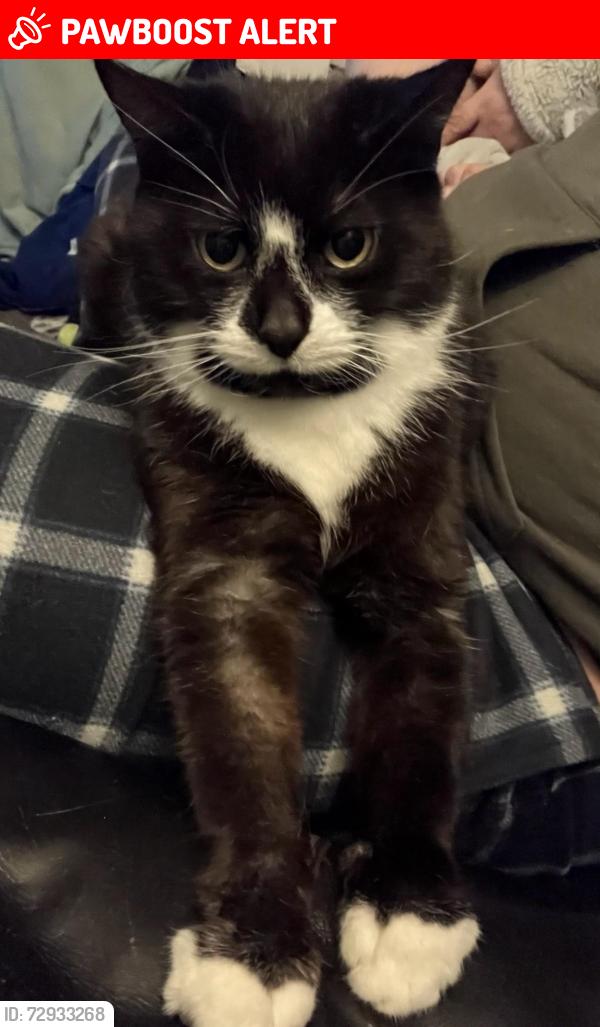 Lost Male Cat last seen Last seen leaving the back garden, West Midlands, England B27 7EX