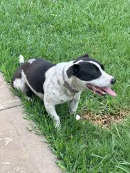 Found/Stray Female Dog last seen Woodfern dr and Shady Arbor Ln, Houston, TX 77040