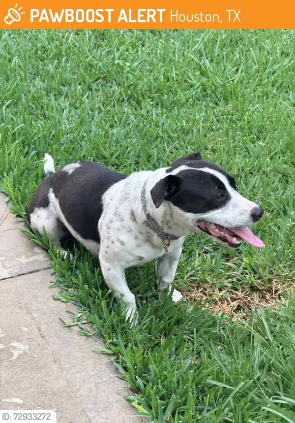Found/Stray Female Dog last seen Woodfern dr and Shady Arbor Ln, Houston, TX 77040