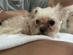 Reunited Female Dog last seen Near ravinia and wright , Dallas, TX 75211