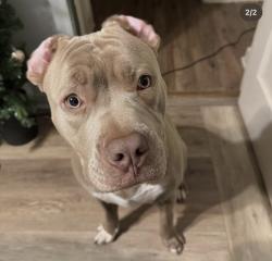 Lost Male Dog last seen Fairground Park Saint Louis, St. Louis, MO 63107