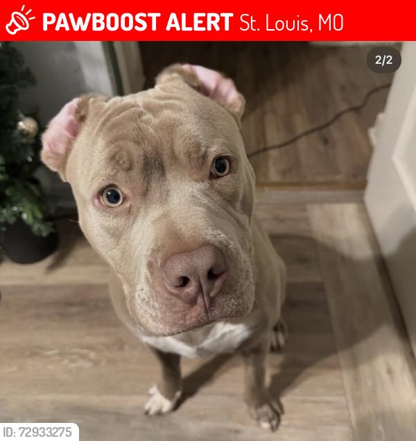 Lost Male Dog last seen Fairground Park Saint Louis, St. Louis, MO 63107