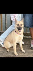 Lost Female Dog last seen Camp creek parkway, South Fulton, GA 30331
