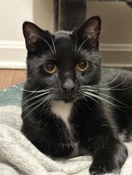 Reunited Male Cat last seen Carroll street by Temple & Main Street near the Aliquippa high school, Aliquippa, PA 15001