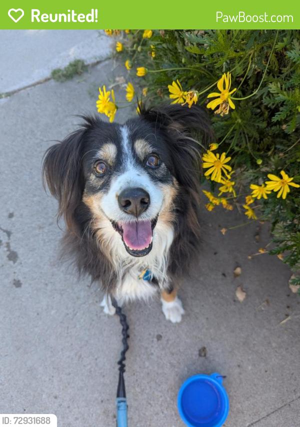 Reunited Female Dog last seen CVS at 3332 Sandrock Rd, San Diego, CA 92123, San Diego, CA 92123