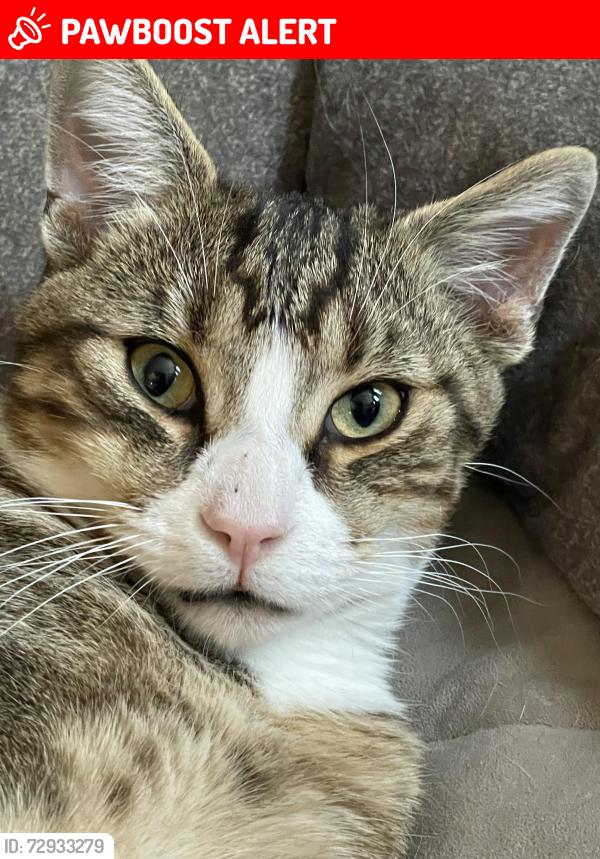 Lost Male Cat last seen RR20 Parkland County, Parkland County, AB 
