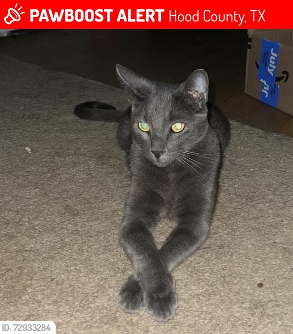 Lost Male Cat last seen Sunset Cove near Gee Rd and Blue Water Shores neighborhood, Hood County, TX 76049
