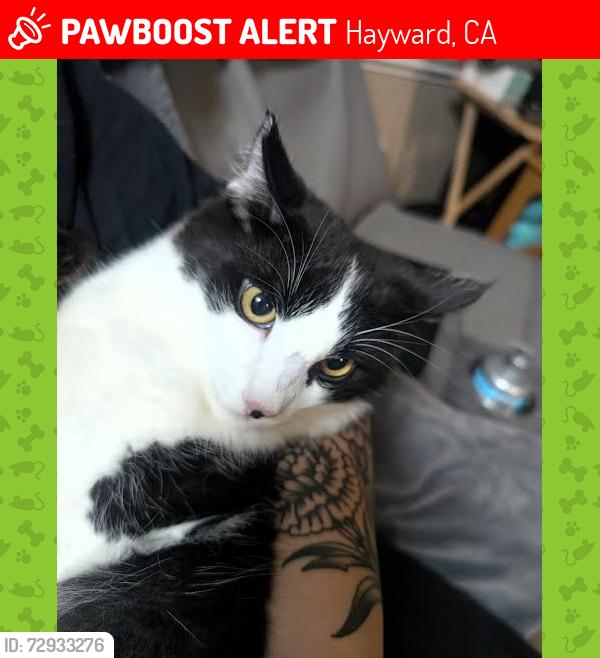 Lost Male Cat last seen Spanish Ranch Mobile Home Park, Hayward, CA 94544