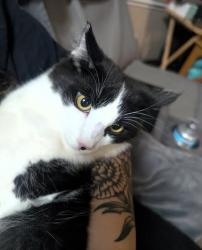 Lost Male Cat last seen Spanish Ranch Mobile Home Park, Hayward, CA 94544