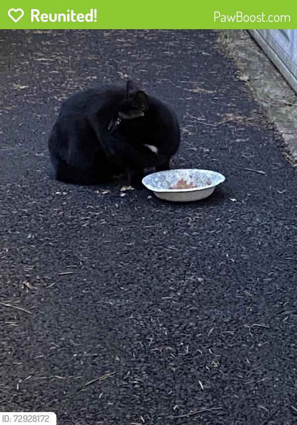 Reunited Unknown Cat last seen 249th, Graham, WA 98338