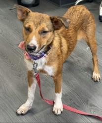 Found/Stray Female Dog last seen Chamblee High School, DeKalb County, GA 30021