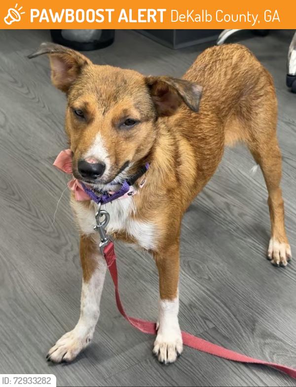 Found/Stray Female Dog last seen Chamblee High School, DeKalb County, GA 30021