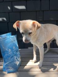 Found/Stray Female Dog last seen Capital highway /Custer , Portland, OR 97219