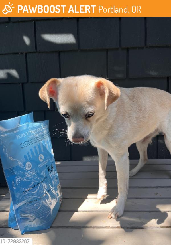 Found/Stray Female Dog last seen Capital highway /Custer , Portland, OR 97219