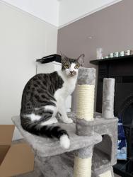 Reunited Male Cat last seen Radbourne Road, Shirley, Shirley, England B90 3RT