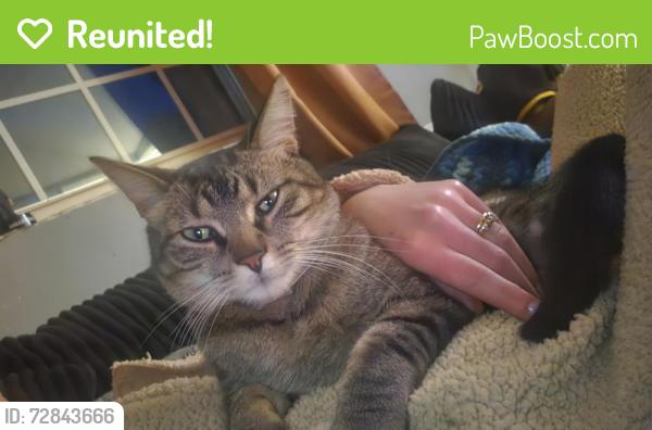 Reunited Male Cat last seen Lansing Rd & C Rd, cross streets, Dimondale, MI 48821