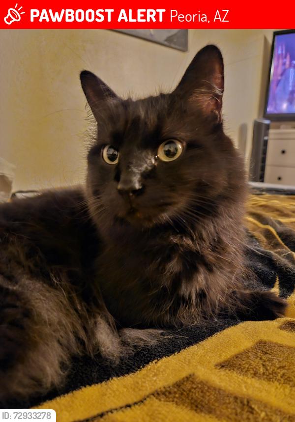 Lost Female Cat last seen 83rd Ave and Olive Ave, Peoria, AZ 85345