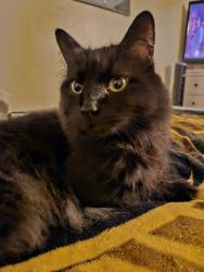 Lost Female Cat last seen 83rd Ave and Olive Ave, Peoria, AZ 85345
