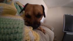 Reunited Male Dog last seen 28th st / craycroft, Tucson, AZ 85711