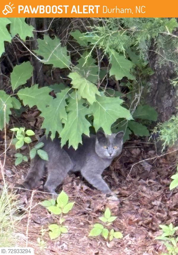 Found/Stray Unknown Cat last seen Fendol Farm Pkwy, Durham, NC 27703, Durham, NC 27703