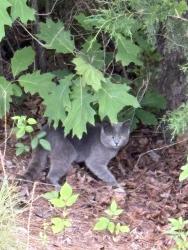Found/Stray Unknown Cat last seen Fendol Farm Pkwy, Durham, NC 27703, Durham, NC 27703