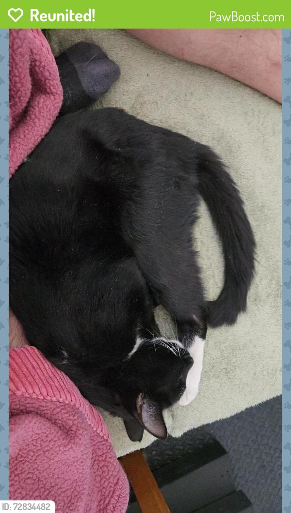 Reunited Male Cat last seen Eastern + Pebble by Star Nursery, Las Vegas, NV 89123