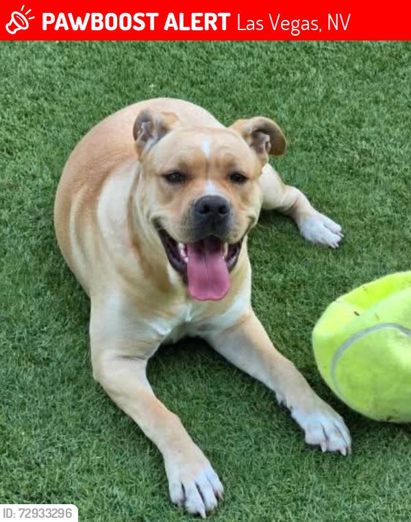 Lost Female Dog last seen Olympic Sports Park, Southern Highlands area, Las Vegas, NV 89141