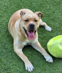 Lost Female Dog last seen Olympic Sports Park, Southern Highlands area, Las Vegas, NV 89141
