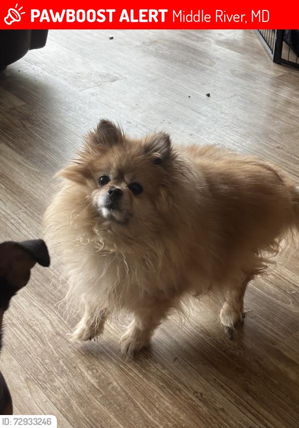 Lost Female Dog last seen Cold Spring Road and Chesapeake Anenur, Middle River, MD 21220