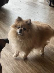 Lost Female Dog last seen Cold Spring Road and Chesapeake Anenur, Middle River, MD 21220