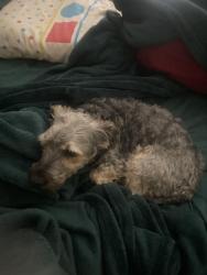 Found/Stray Male Dog last seen Washington and rancho, Las Vegas, NV 89106