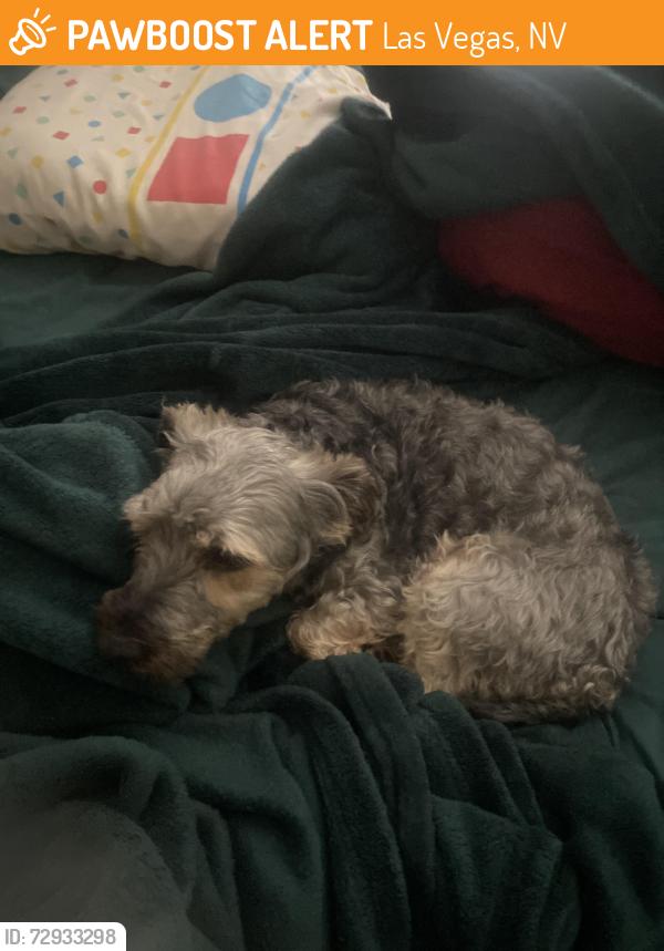 Found/Stray Male Dog last seen Washington and rancho, Las Vegas, NV 89106